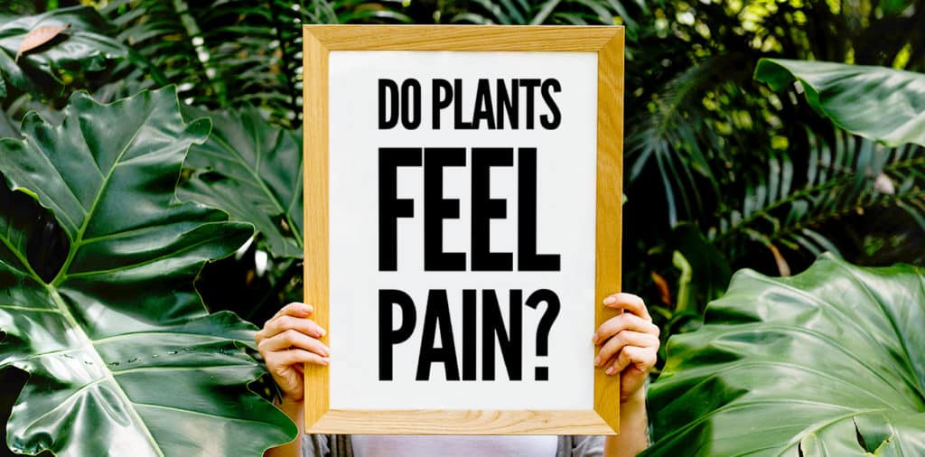 Do Plants Feel Pain? Gaia Meditation Gaia Meditation